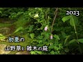 初夏の山野草と雑木の庭 オンラインオープンガーデン(2023/6/17)