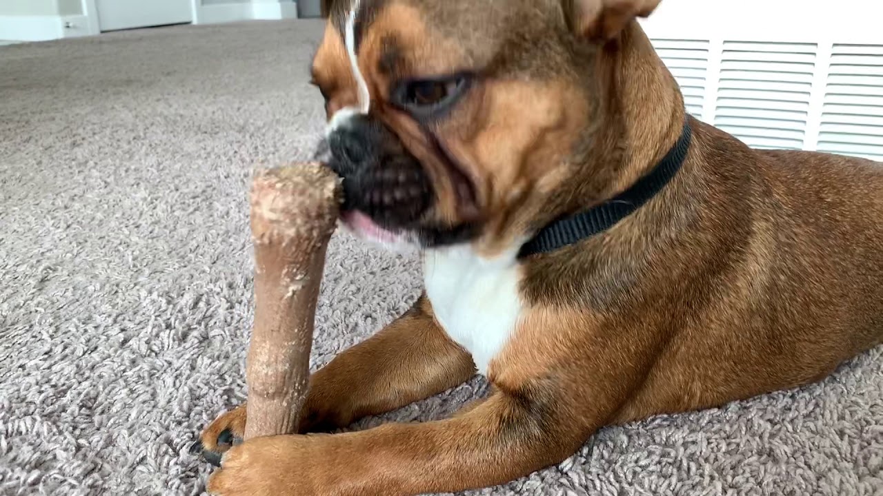 French bulldog chewing on his bone ASMR YouTube
