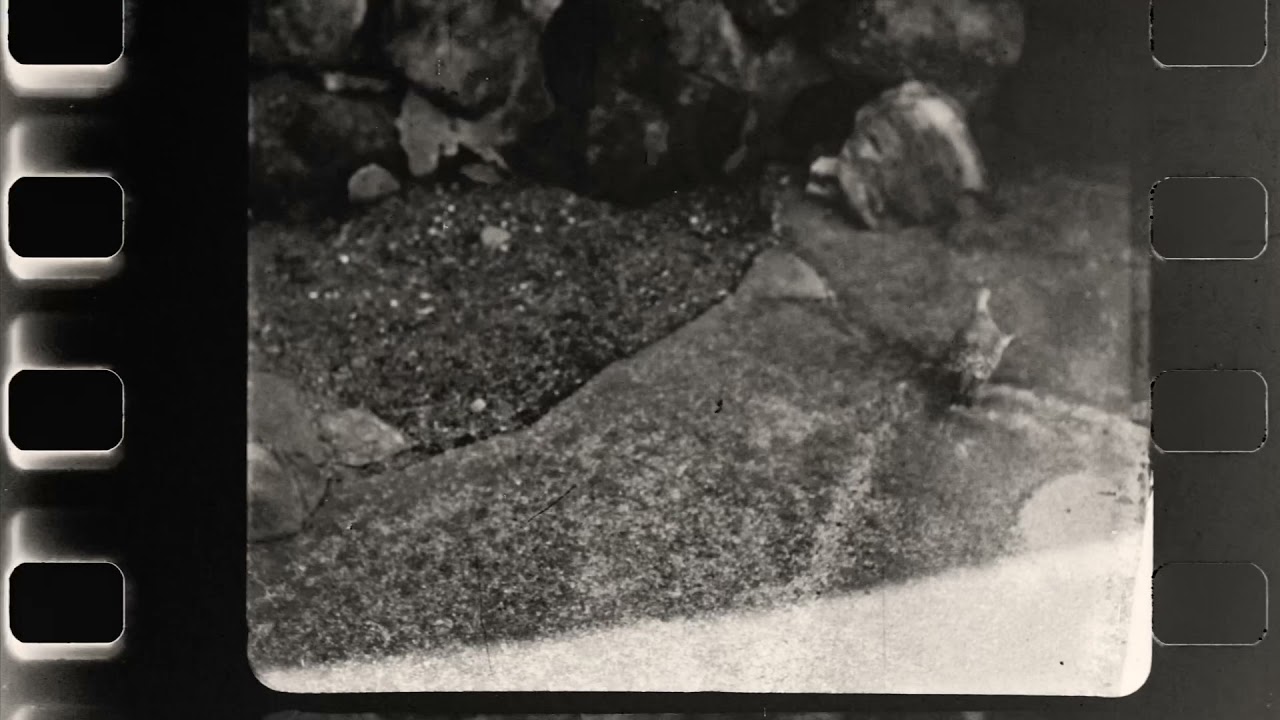 「Eaves」"Eyemo 35mm"