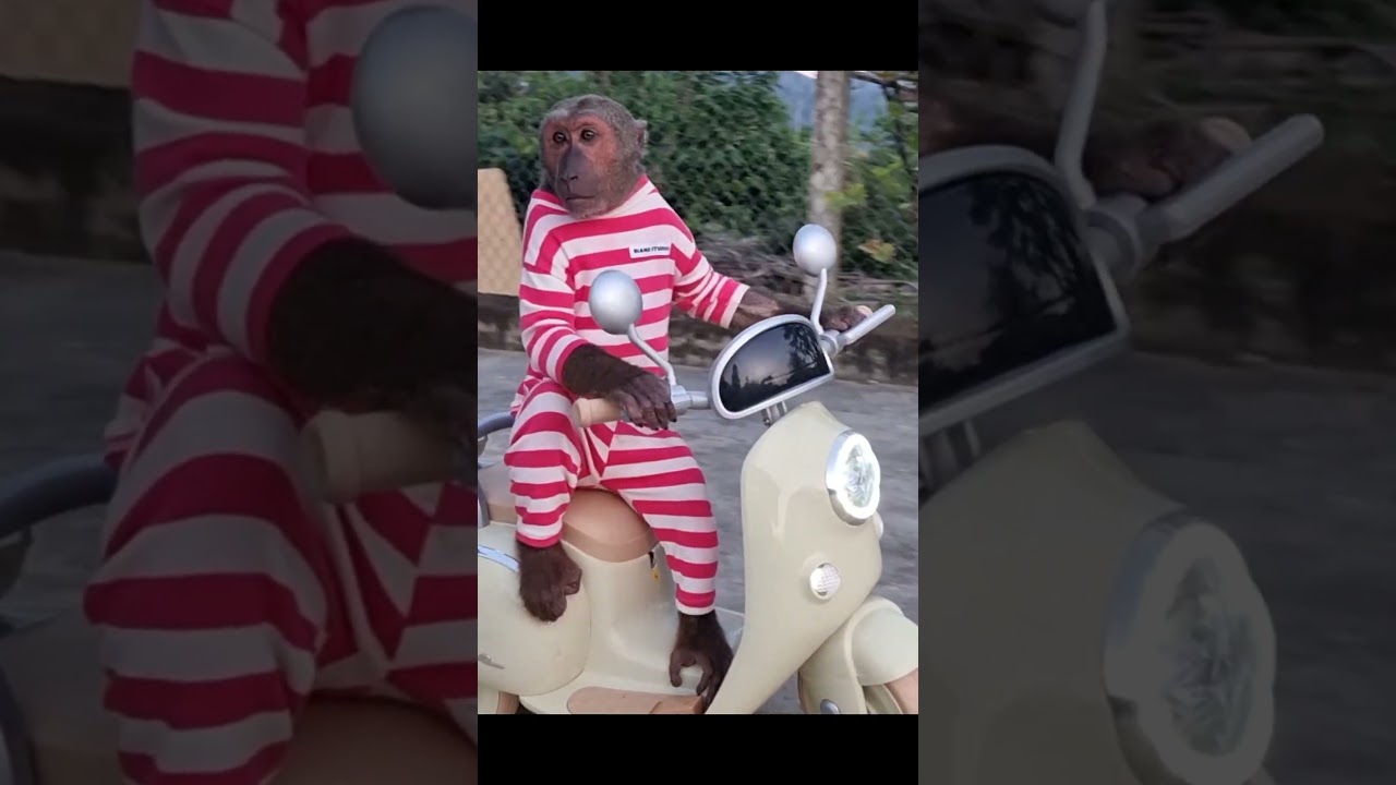 Super monkey - Abu monkey drives a super car 2 