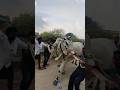 ఈ పందెపు గిత్తలను అదుపు చేయటం చాలా కష్టం! #bull #animals #village #yt short #shorts @avhr7452