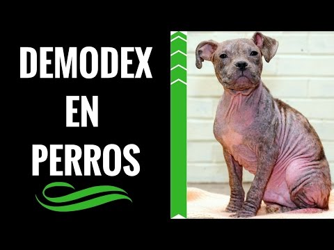 Video: ¿Puede un perro con inmunodeficiencia de Demodex pasarlo?
