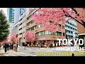 Điểm Check In Huyền Thoại Mùa Hoa Anh Đào ở Tokyo | Tokyo Nihonbashi Akame Zakura | Du lịch Nhật Bản