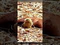 Some Birds WANT Ant BITES 🐜 Animal Fact Files #facts #animals #wildlife