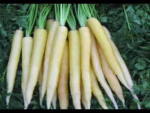 White Carrots & its health Benefits