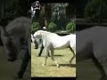 حكاية الأسطورة المصري الراحل تجويد طاووس الزهراء    خيل  الخيل اكسبلور