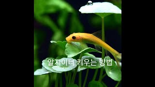 알지이터 키우는 방법! Care guide for Algae Eater