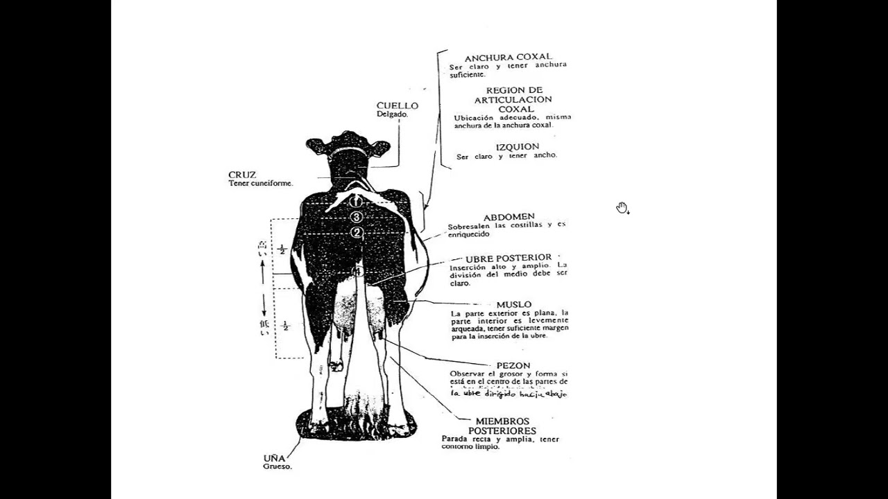 clase 8 MG grupo AC jueves evaluación lineal de vacas lecheras