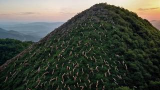 被遺棄在孤島上的數千頭綿羊，後來的發展，讓所有人都說不出話來