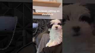 Milo The Morkie Puppy Update