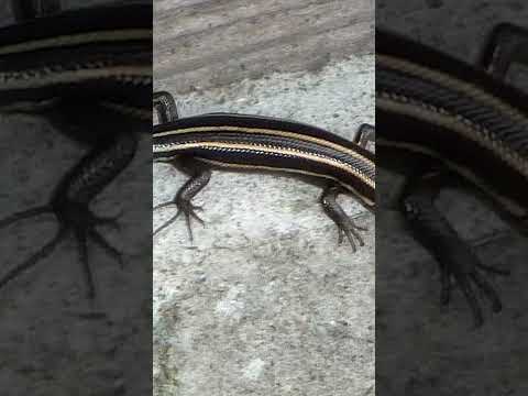 Интересные факты. Полинезийский сцинк #shorts