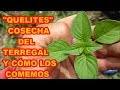 QUELITES GRATIS, COSECHA Y PREPARACIÓN DE ALIMENTO 🍀🍀🍵🍵 HIERBA PRODIGIOSA