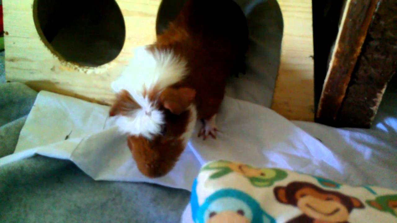 My guinea pigs, awake, active, and playful! YouTube