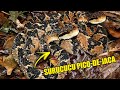 MEU SERPENTÁRIO DE SURUCUCU PICO DE JACA! | GABRIEL NÚCLEO