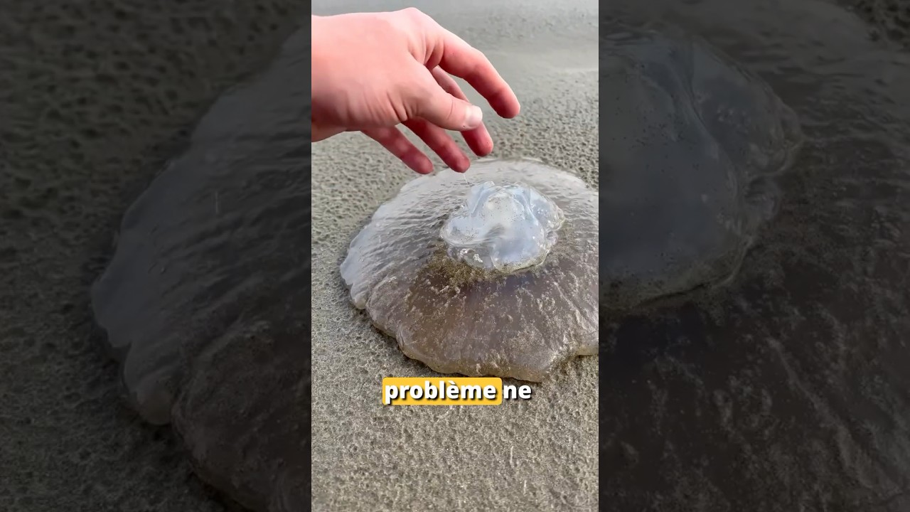 Probablement le pire truc à toucher sur la plage... #animaux #meduse