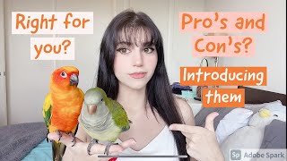 Should You Get a Second bird?