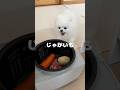 【炊飯器ポメ】愛犬に肉じゃがを作ったら爆食してくれました