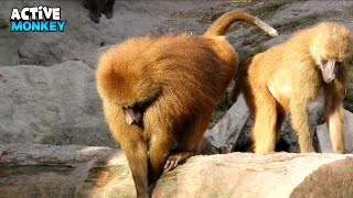 Curious Monkeys Moving Foward