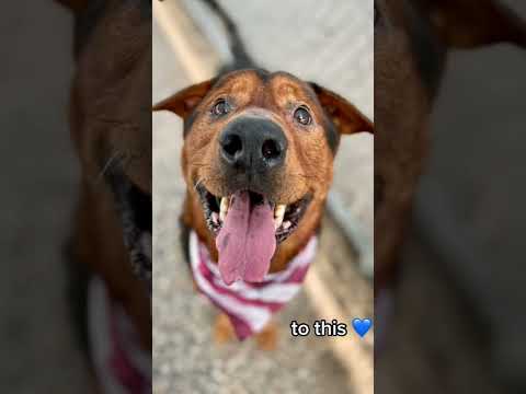 Video: Een vrouwelijke hond voorstellen aan twee mannen