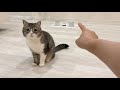 猫にいきなり「あ、UFOだ!」と言ってみたら反応がかわいすぎたw