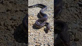 Pastel Vanilla Trick/Hurricane Ball Python Adult outside