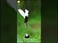 These spectacular birds ree-ly know their angles right.