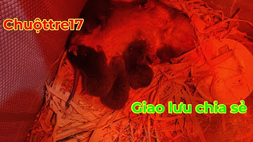 Ghép dúi sinh sản, cách ghép dúi sinh sản, thủ thuật ghép dúi và những lưu ý