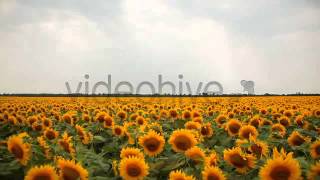 Stock Footage - Sunflower Field | VideoHive