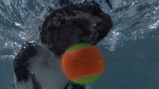 Underwater Dogs In Slow Motion 1000 Fpsorapup