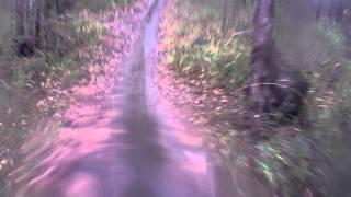 2012-1-16 KOALA.AVI