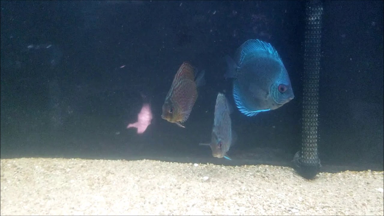 Dealing with Discus and Ram Aggression! YouTube