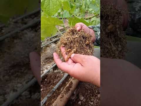 Video: Faydalı nematodları evdə istifadə edə bilərsinizmi?