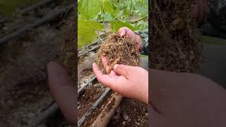 Kök Ur Nematodları Melodogyne Incognita (Meloidogyne Spp.)