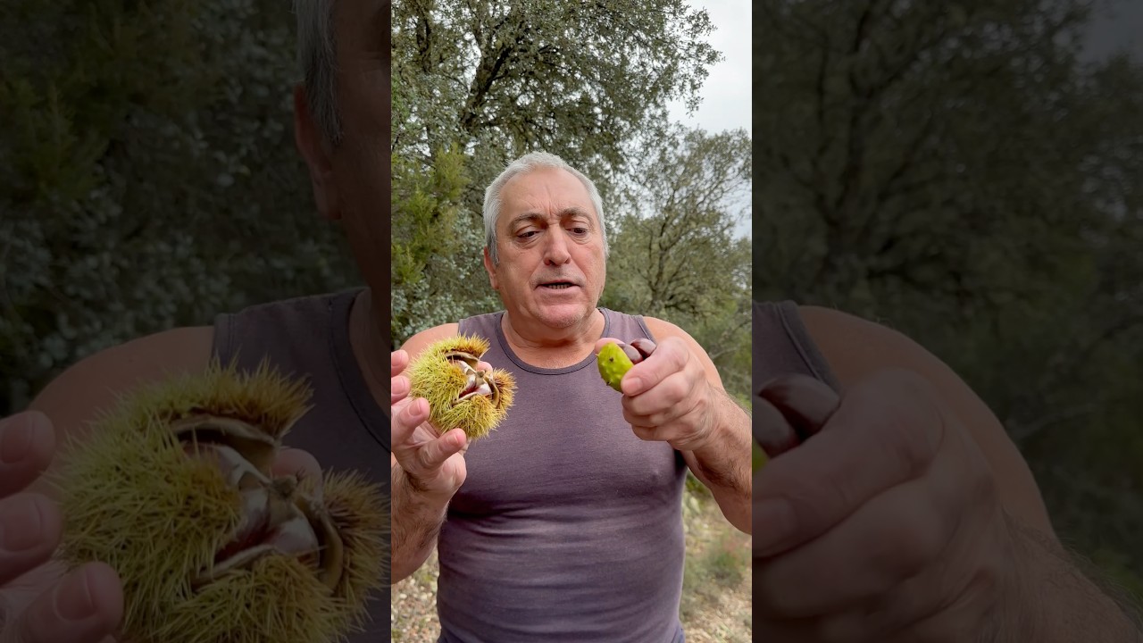 🌰⚠️ ¿Sabes diferenciar la castaña de Indias de la castaña comestible? ¡Cuidado con lo que comes! 🚫🍽️