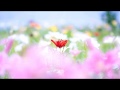 Flowers in the mist (HD1080p)