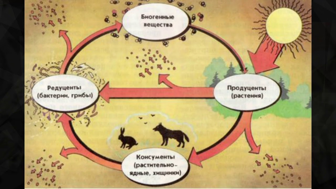 Роль лисы в биологическом круговороте. Пищевой круговорот в природе. Биотический круговорот веществ схема. Круговорот веществ в природе схема. Биотические компоненты экосистемы.