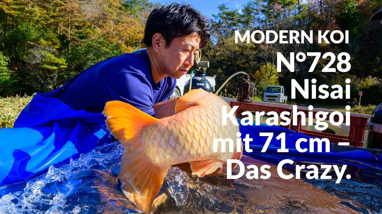 Alle Koi aus Auktion No. 728 im Detail erklärt | Konishi Koi News
