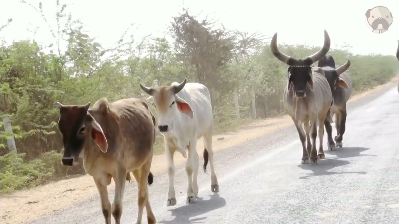 Cow Walk Cow Sounds Different breeds of cows YouTube
