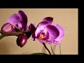 Орхидеи 2020 в ванной комнате