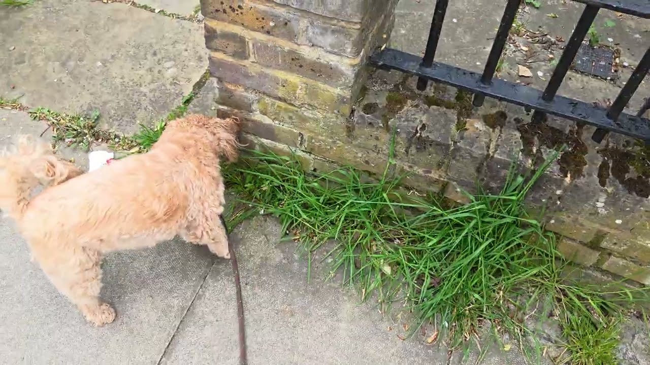 Realme Neo 8 4K 60fps HDR Camera Test - Sunny Outside - Wind - London