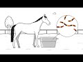 From zero to hero - bring your horse from no musculature to a real powerhouse | Tips by Cavalor