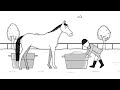 From zero to hero - bring your horse from no musculature to a real powerhouse | Tips by Cavalor