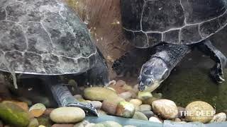 World Turtle Day | TheDeepHull