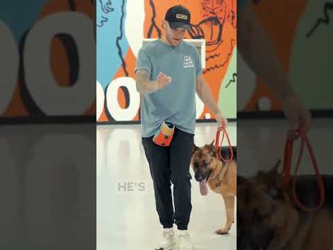 Video: Kaip mokyti savo šunį vaikščioti be pavadėlio