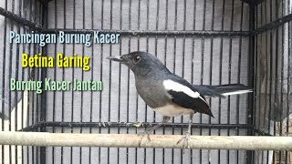 Pancingan Burung Kacer Betina Garing Burung Kacer Jantan