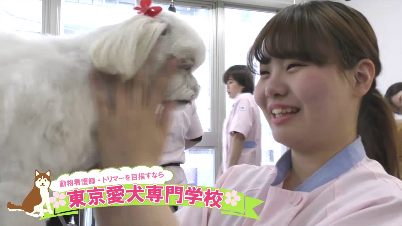 東京愛犬専門学校 学校紹介動画 Youtube