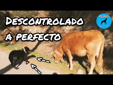 DE PERRO DESOBEDIENTE A PERRO PERFECTO (Increíble cambio)