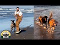 We brought part of the pack to the beach | The Asher House