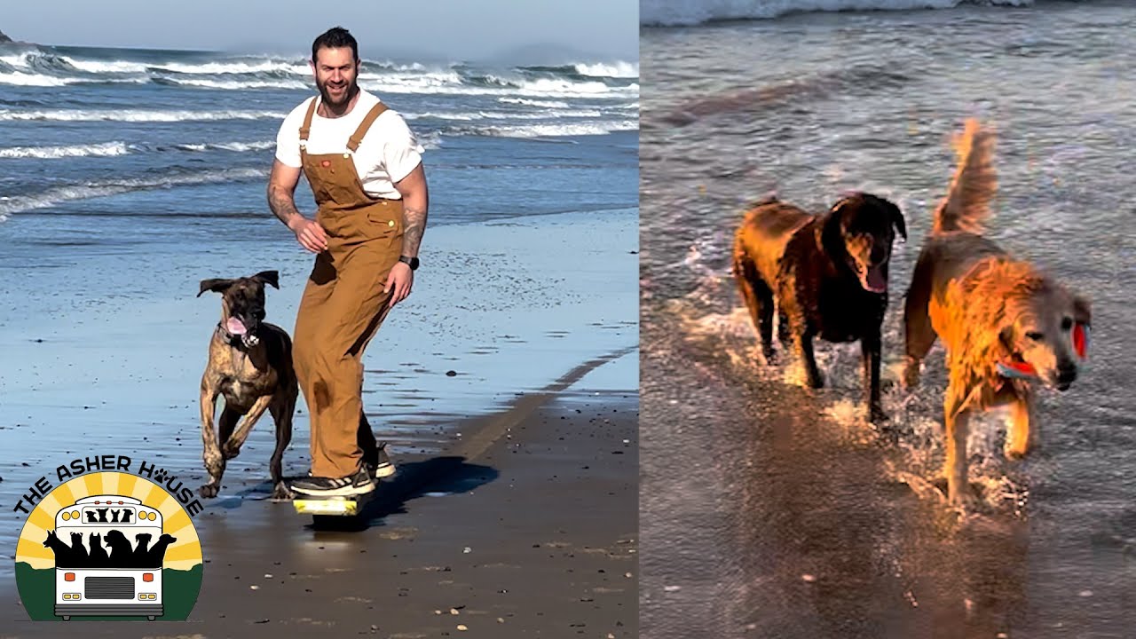 We brought part of the pack to the beach The Asher House YouTube