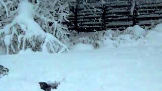 Gaz Snowdive.MOV